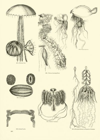 Page from The Pictorial Museum of Animated Nature by English School