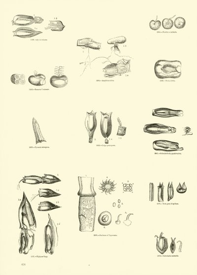 Page from The Pictorial Museum of Animated Nature by English School
