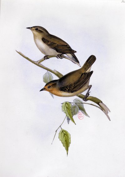 Pair of Certhidea Olivacea, illustration from The Zoology of the Voyage of H.M.S. Beagle, 1832-36 by Charles Darwin, 1840 by English School