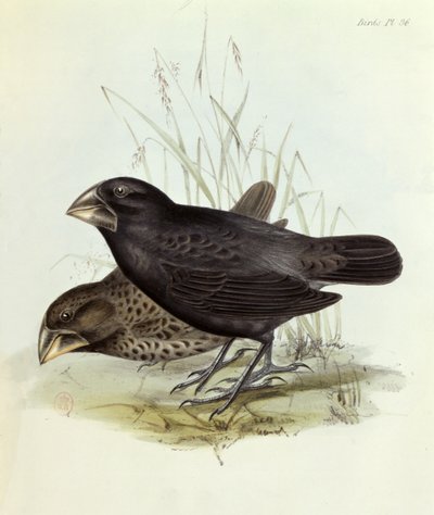Pair of Geospiza Magnirostris, from The Zoology of the Voyage of H.M.S. Beagle, 1832-36 by Charles Darwin, 1840 by English School