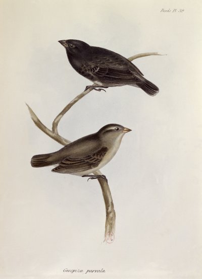 Pair of Geospiza Parvula, illustration from The Zoology of the Voyage of H.M.S. Beagle, 1832-36 by Charles Darwin, 1840 by English School
