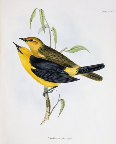 Pair of Xanthornus Flaviceps, illustration from The Zoology of the Voyage of H.M.S. Beagle, 1832-36 by Charles Darwin, 1840 by English School