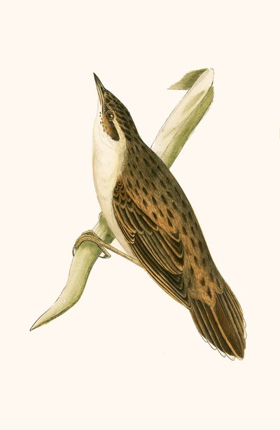 Pallas