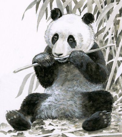 Panda chewing bamboo by English School
