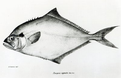 Paropsis Signata, Plate 13 from 