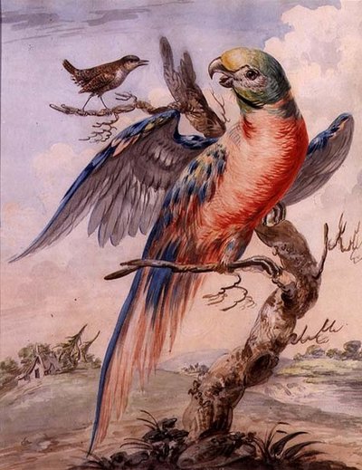 Parrot by English School