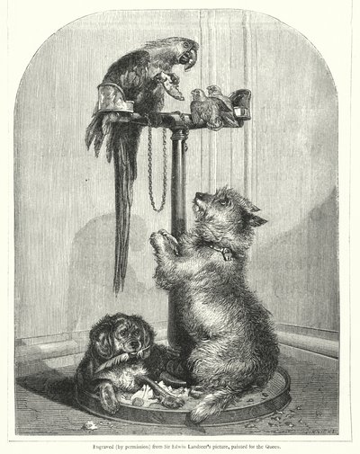 Parrot and dogs by English School