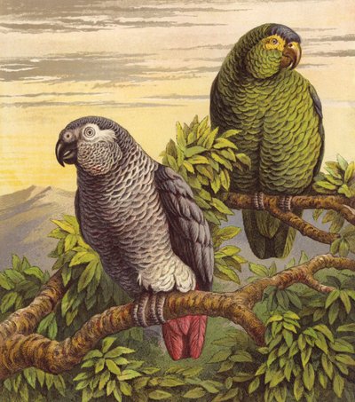 Parrots by English School