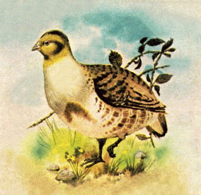 Partridge by English School