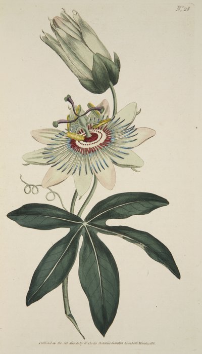Passiflora Coerulea (Common Passion Flower), from The Botanical Magazine or Flower Garden Displayed, pub. 1786 by English School