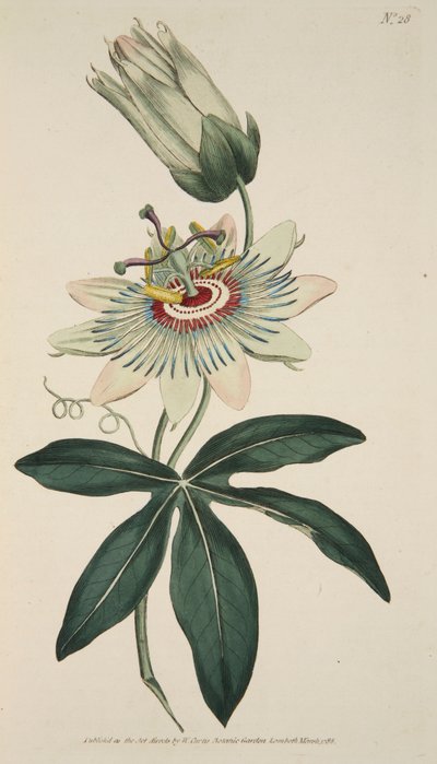 Passiflora Coerulea Common Passion Flower, pub. 1786 by English School