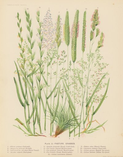 Pasture Grasses by English School