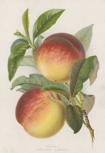 Peaches by English School