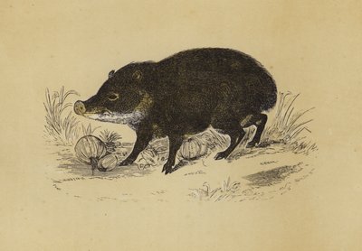 Peccary by English School