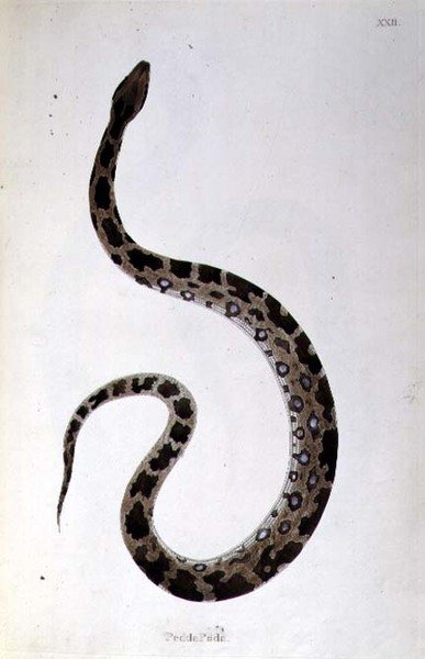 Pedda Poda Snake from 