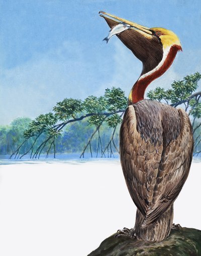 Pelican by English School