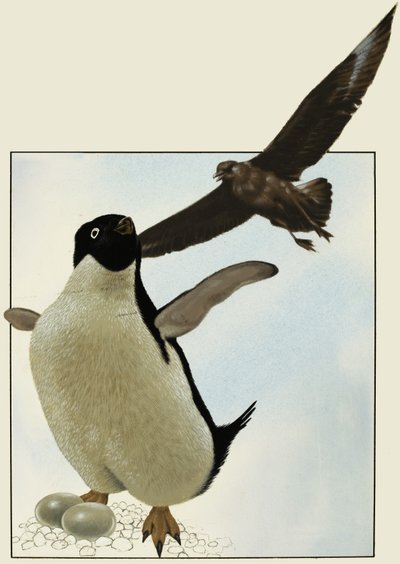 Penguin with Eggs, with Another Bird Hovering Over by English School