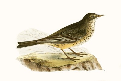 Pennsylvanian Pipit, Illustration from 