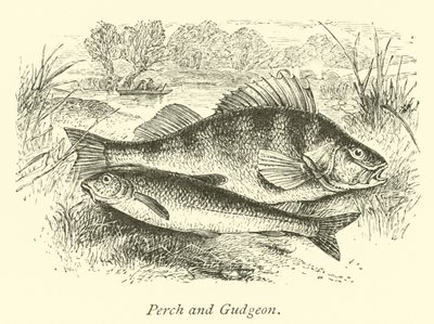 Perch and Gudgeon by English School