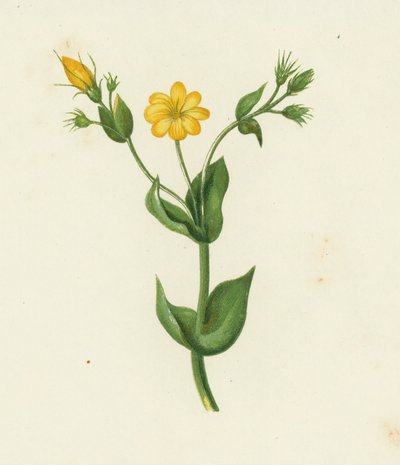 Perfoliate Yellow Wort, Chlora Perfoliata by English School
