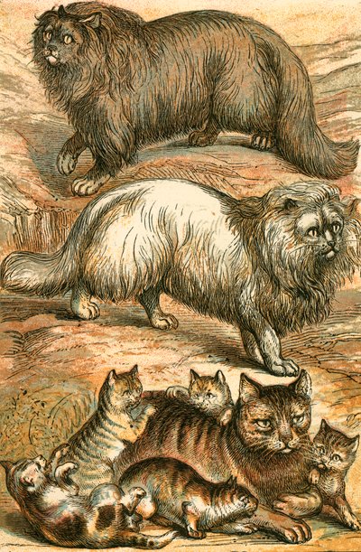 Persian Cat, Angola Cat, Domestic Cat and Kittens by English School