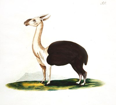 Peruvian Guanaco, c.1810 by English School
