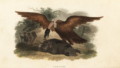 Peruvian Man Wearing a Cow Skin to Lure a Condor by English School