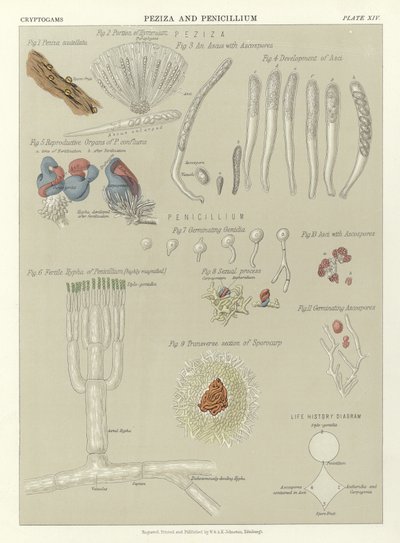 Peziza and Penicillium by English School