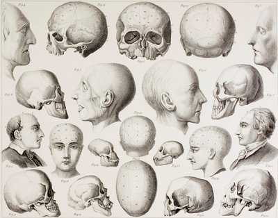 Phrenological illustration showing the psychological relations of the brain, from a 19th century print by English School