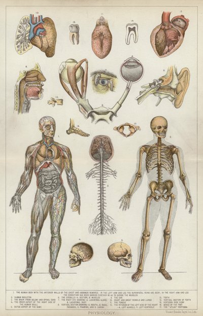 Physiology by English School