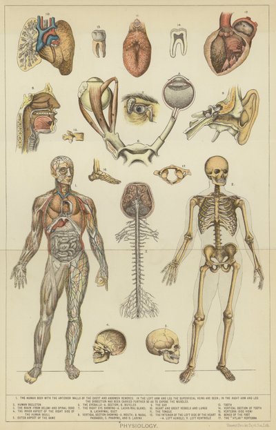 Physiology by English School