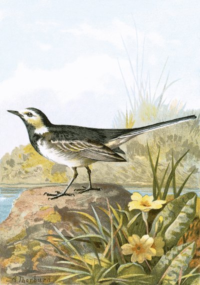 Pied Wagtail by English School