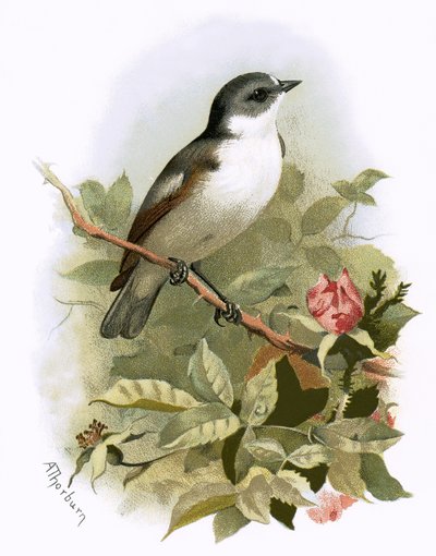 Pied Flycatcher by English School