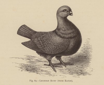 Pigeons: Leghorn Runt, from Eaton by English School