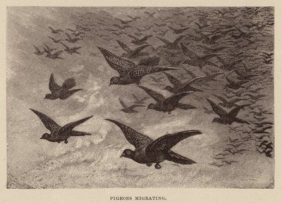 Pigeons migrating by English School