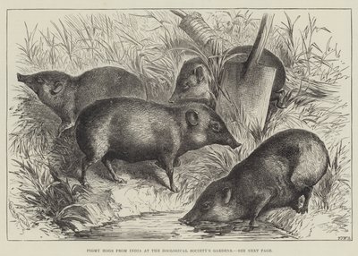 Pigmy Hogs from India at the Zoological Society