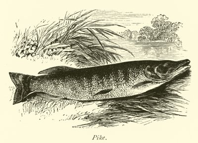 Pike by English School
