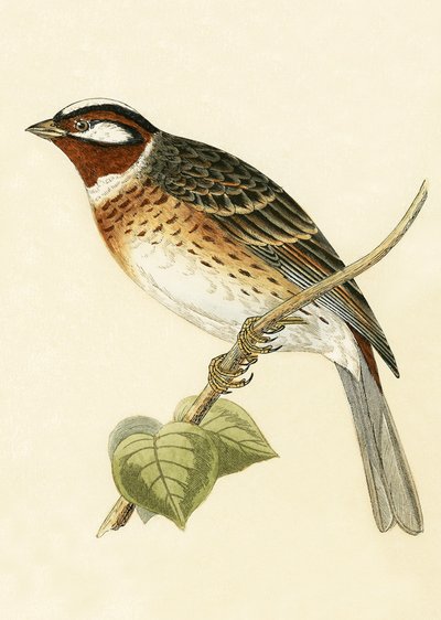 Pine Bunting, illustration from 