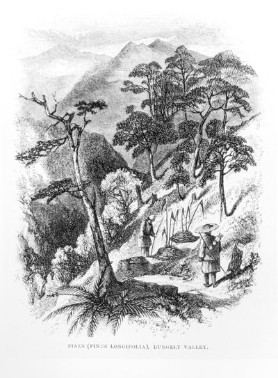 Pine Trees in the Rungelt Valley of the Himalayas, from Himalayan Journals by English School
