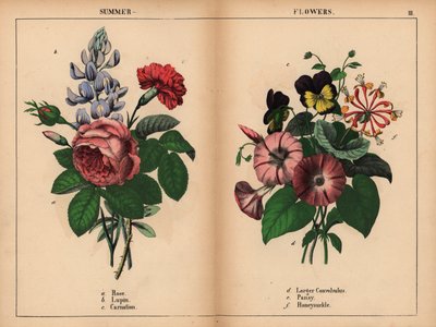 Pink Cabbage Rose, Blue Lupin, Scarlet Carnation, Purple Larger Convolvulus, Purple and Yellow Pansy, and Pink and Orange Honeysuckle, from 