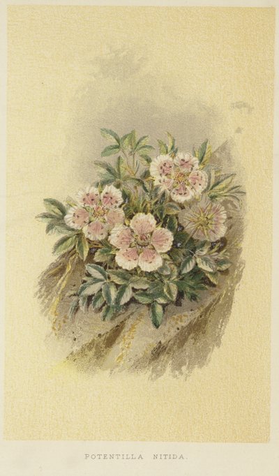 Pink cinquefoil by English School