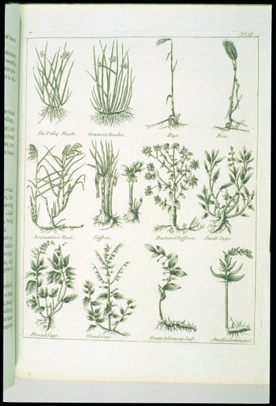 Plants from Culpeper