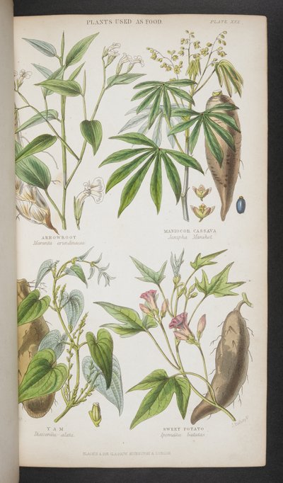 Plants Used as Food, from 