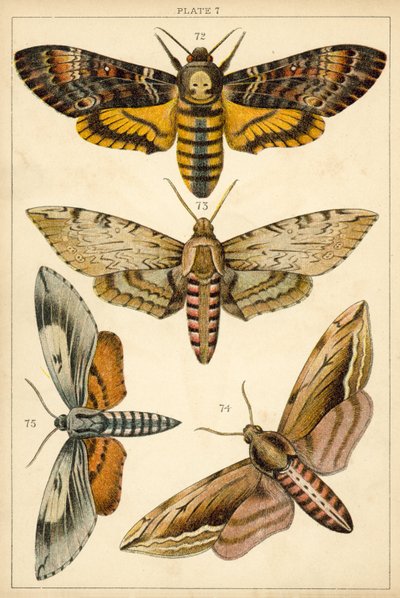 Plate from Our Country