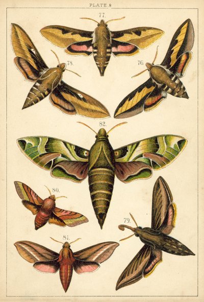 Plate from Our Country