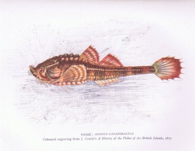 Pogge, Nature in Britain published by Collins by English School