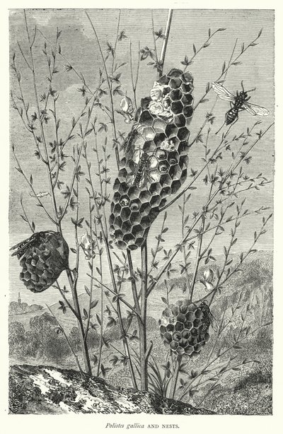 Polistes Gallica and Nests by English School