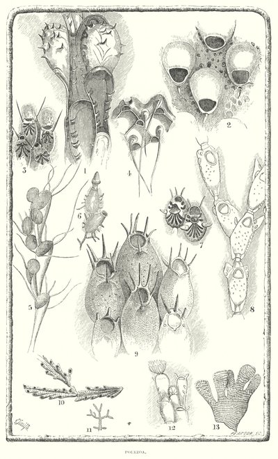 Polyzoa by English School