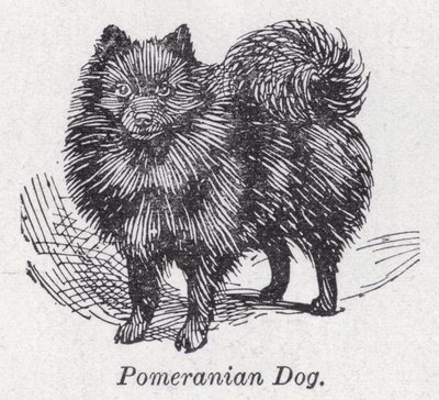 Pomeranian dog by English School