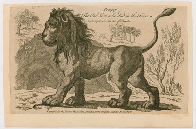 Pompey, the most popular lion at the Tower of London. 1758 by English School